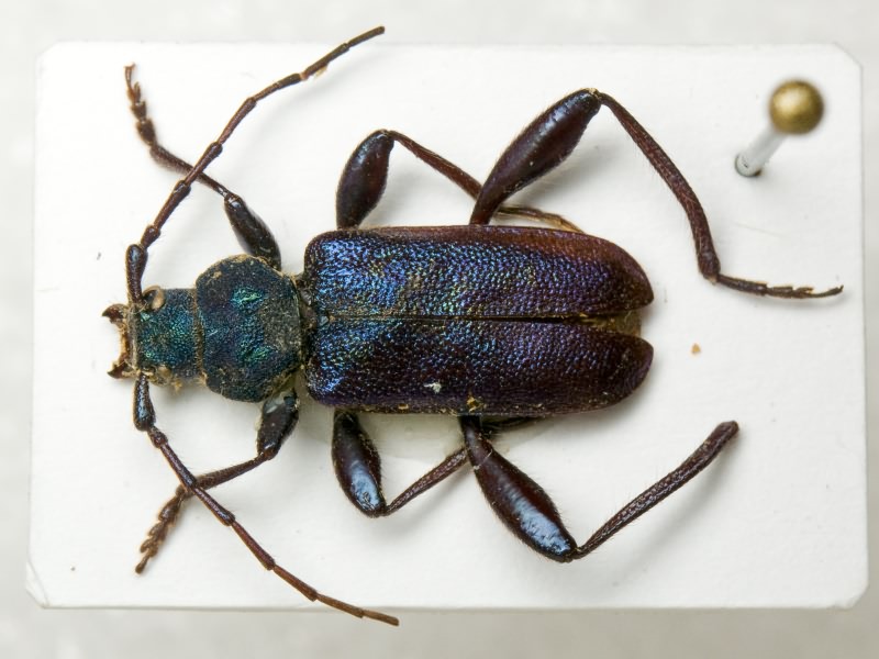 Callidium violaceum (Linnaeus, 1758)